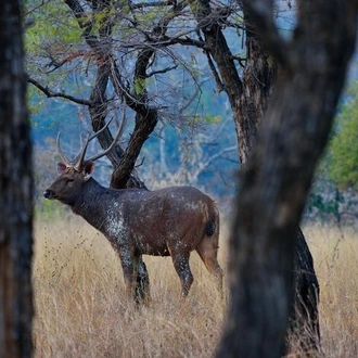 tourhub | Agora Voyages | Bhopal to Satpura Wilderness Retreat 