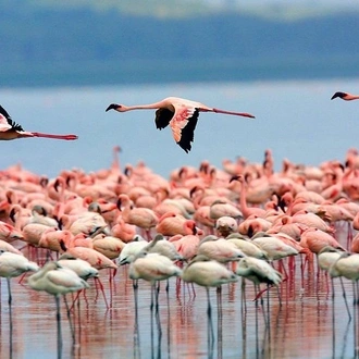 tourhub | Gracepatt Ecotours Kenya | 6 Days Samburu Sweetwaters Lake Nakuru & Lake Naivasha Wildlife Safari  