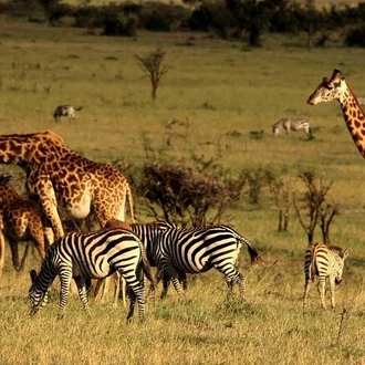 tourhub | Gracepatt Ecotours Kenya | 7 Days Samburu, Lake Naivasha & Masai Mara National Reserve  