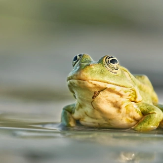 tourhub | Bunica Maria | Bird Watching in Romania, Danube Delta Experience 