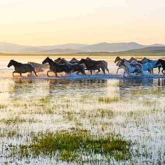 tourhub | YellowWood Adventures | Horse riding with Mongolian nomads 