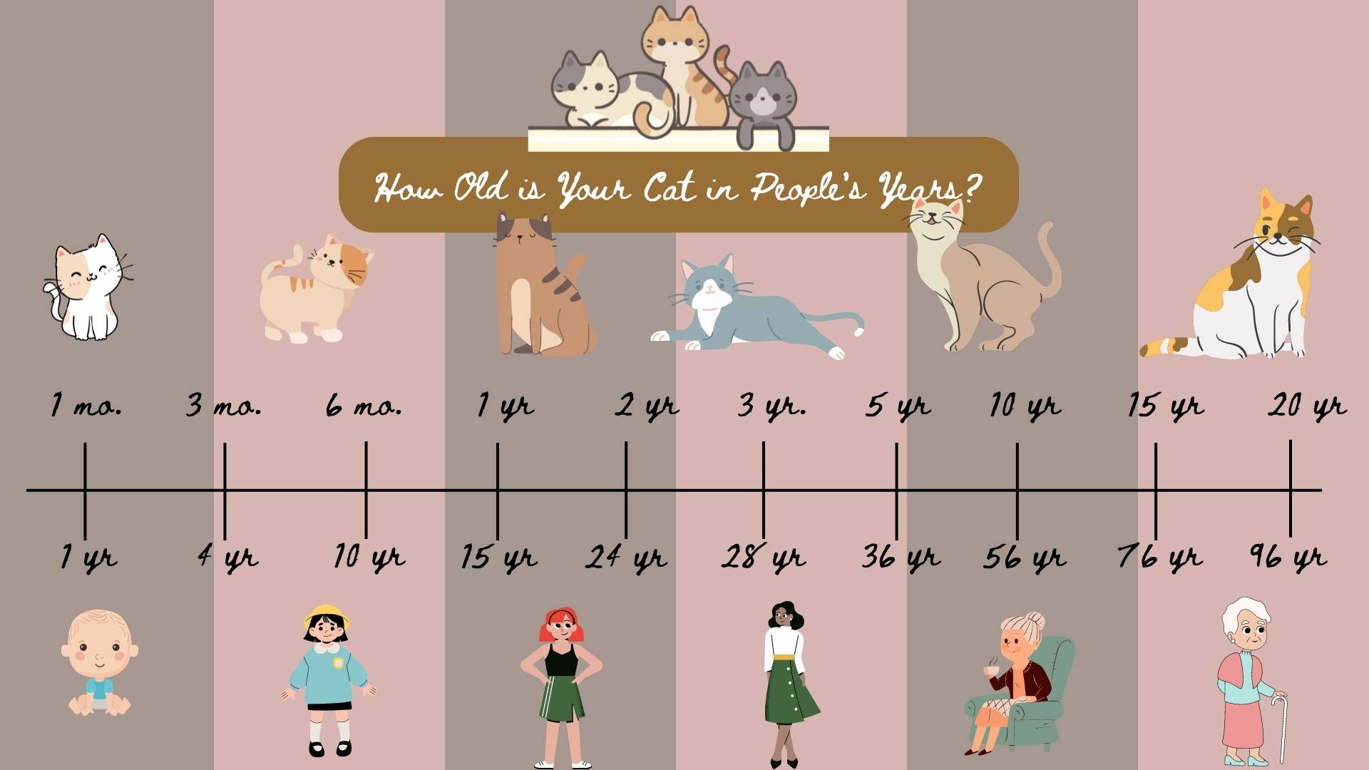 Age of a Cat in Human Years Chart