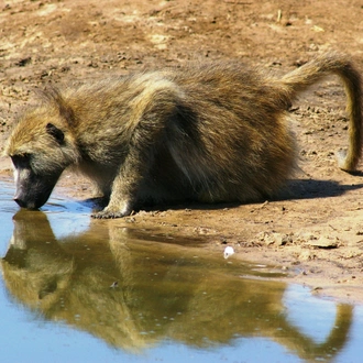 tourhub | Bundu Safaris Ltd | Zambia's Best Parks 