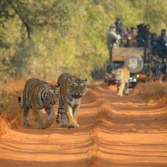 tourhub | UncleSam Holidays | Rajasthan Tour with Wildlife 