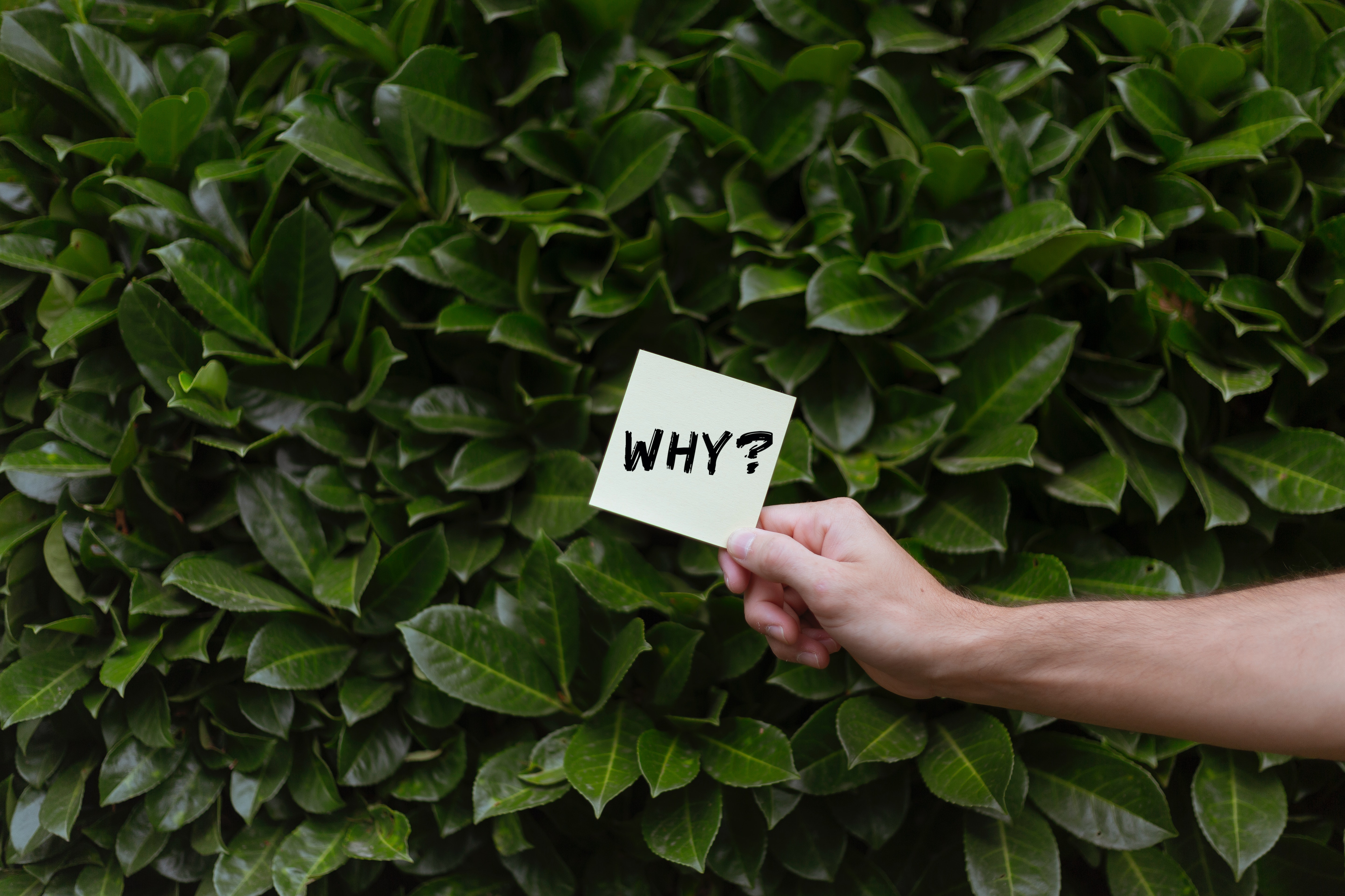 question mark on a sticky note against green hedge