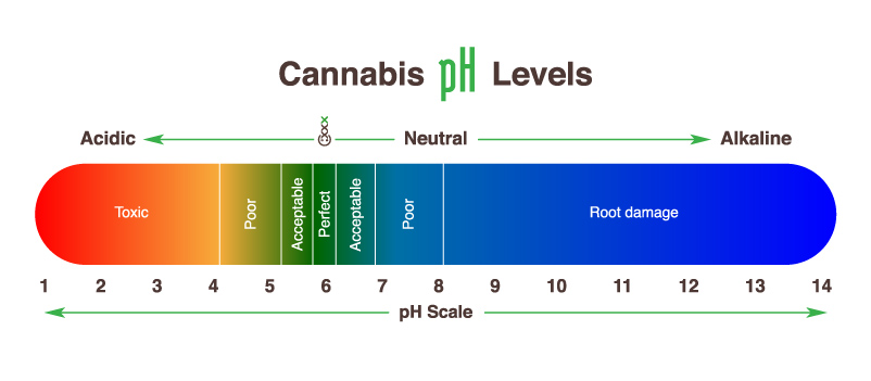 How to test soil pH for cannabis?