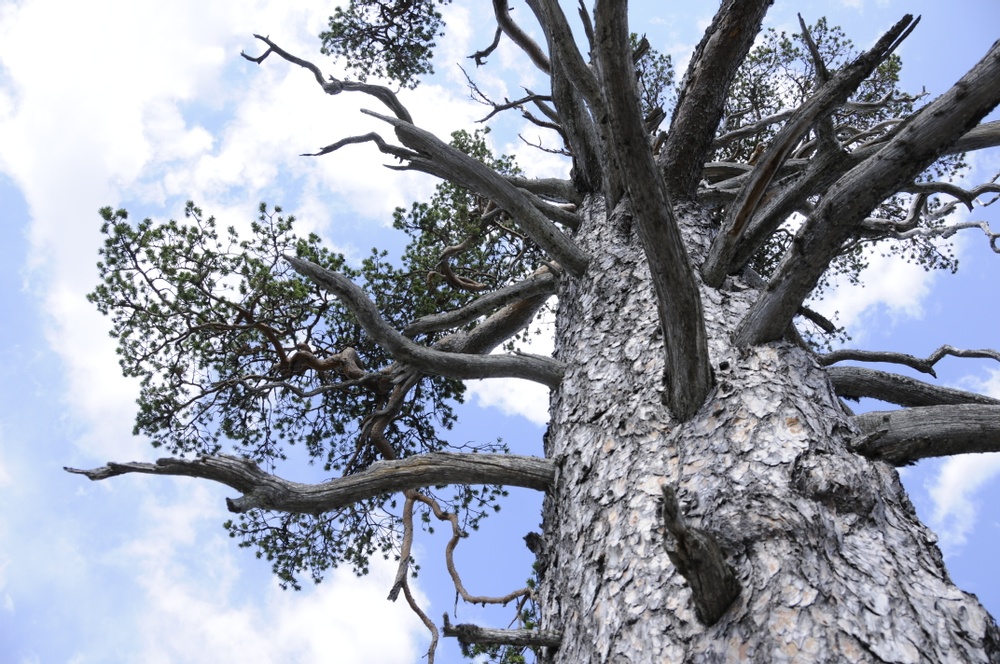 Evighetsträd är gamla naturvärdesträd som ska stå kvar i skogen för att bevara och öka den biologiska mångfalden. Foto: Ulrika Lagerlöf/Skogssällskapet