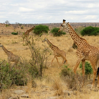 tourhub | Exodus Safaris | 4-Day Midrange Kenya Private Safari Package : Tsavo West / Amboseli / Tsavo East 