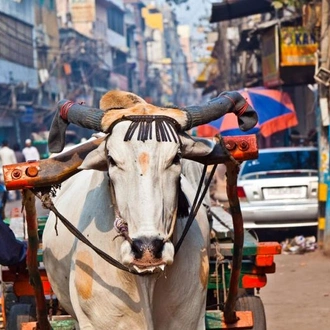 tourhub | Encounters Travel | Temples, Dzongs and Taj 