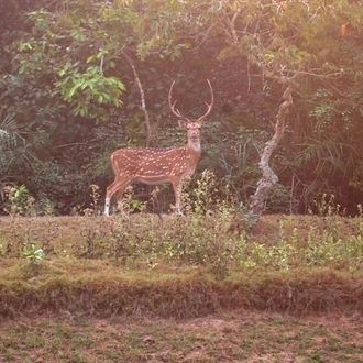 tourhub | Agora Voyages | Exploring Similipal Tiger Reserve from Bhubaneshwar 