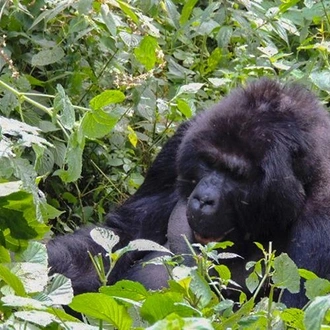 tourhub | Bamba Travel | Gorillas & Volcanoes Safari 6D/5N 