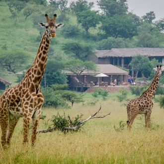 tourhub | Alaitol Safari | The Ultimate Migration Safari 