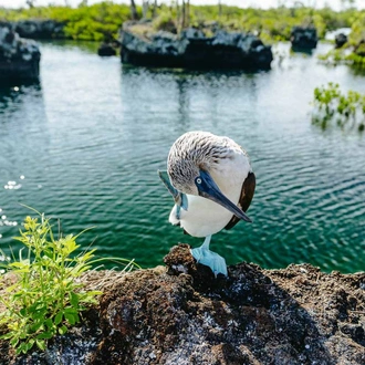 tourhub | Latin Trails | Galapagos Western Islands Cruise 