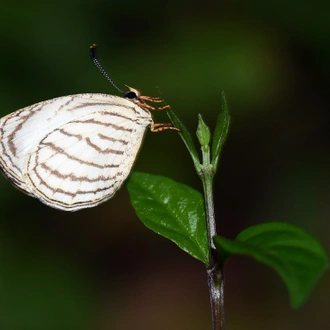 tourhub | Ashanti African Tours | Ghana Butterfly Tour 