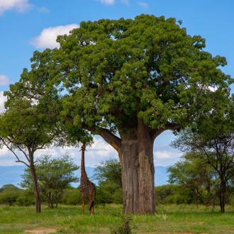 tourhub | Beach and Safari Holidays | Tanzania's Iconic Safari Adventure: From Savannah to Crater 