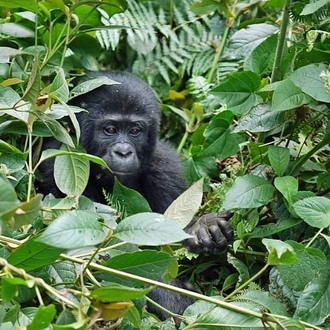 tourhub | Ecovic Tours and Travel Uganda | 3-Day Mountain Gorillas & Batwa Community Visit OR Canoe ride on Lake Bunyonyi Safari 