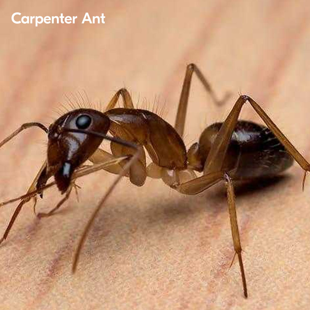 Carpenter Ants In South Africa 