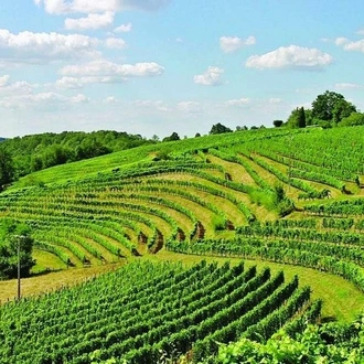 tourhub | Angel Wine Experiences | FriuLI VEnezia Giulia, Six days to discover the wines and flavors of Unique land. 