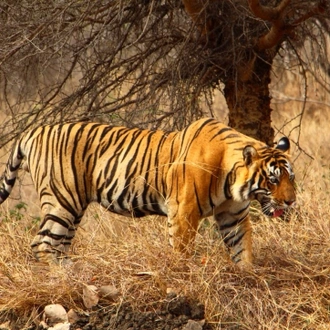 tourhub | Kamal Aviation Tours | Explore Tiger Safari Tour With Golden Triangle 