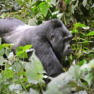 tourhub | Verdoro Safaris | 3-Day Gorilla Trekking in Mgahinga Park 