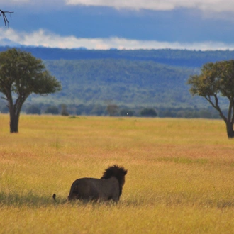 tourhub | Serengeti Access Safaris | 3 Days Mikumi national Park 