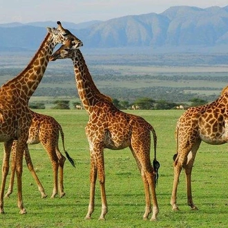 tourhub | Gracepatt Ecotours Kenya | 6 Day Camping Tour Amboseli, Lake Nakuru, and Masai Mara Wildlife Safari 