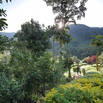 tourhub | Verdoro Safaris | 3-Day Gorilla Trekking in Bwindi Impenetrable Forest 