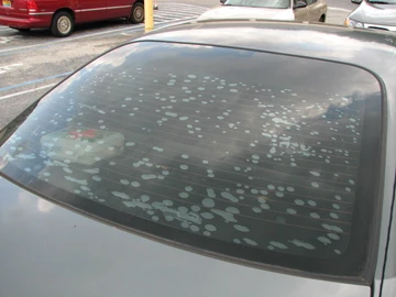 Failing, bubbling cheap tint on rear window of grey sedan, which needs to be removed
