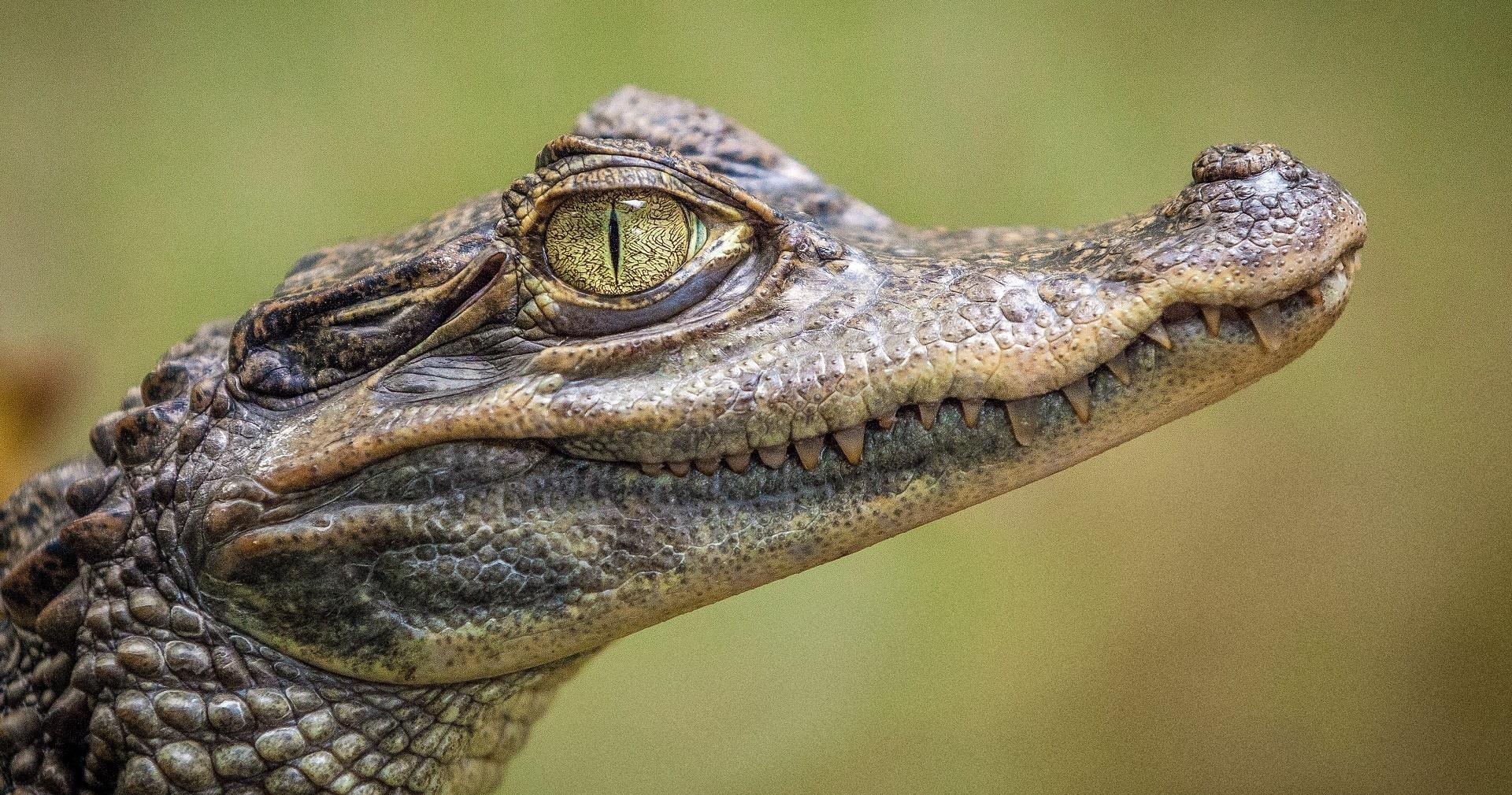 everglades-airboat-amp-wildlife-show-meet-in-the-everglades