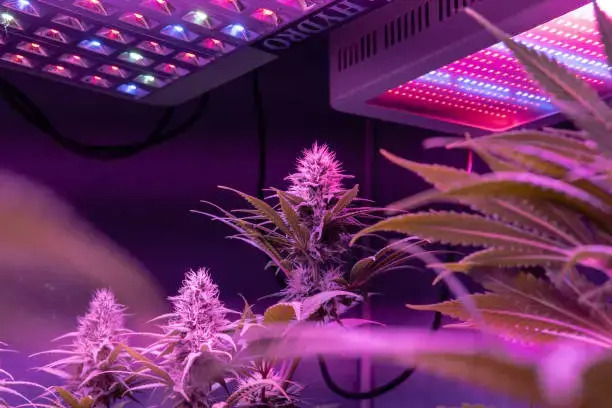 LED lights on Cannabis Strains