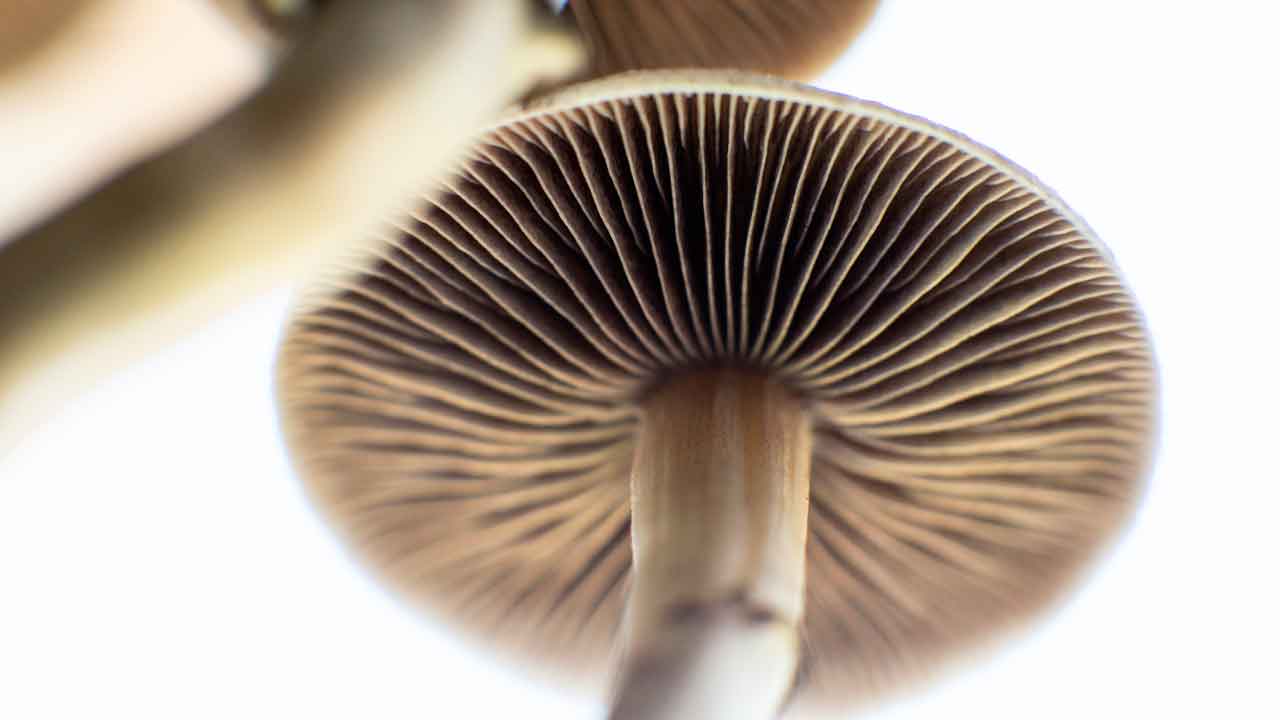 What Are Psilocybin Spores? | Buy Psilocybin Magic Mushroom Online Canada