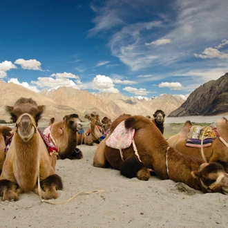 tourhub | Panda Experiences | Leh Ladakh - Tibet Experience in India 