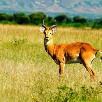 tourhub | Kent Safari Tours | 13 Days Trip Essential Uganda 