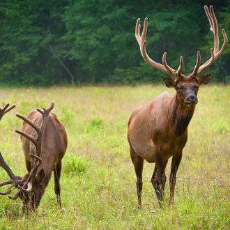 tourhub | Intrepid Travel | Hiking the Best of Great Smoky Mountains National Park		 