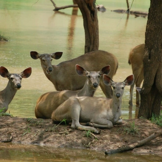 tourhub | UncleSam Holidays | 10 Days Rajasthan & Wildlife 