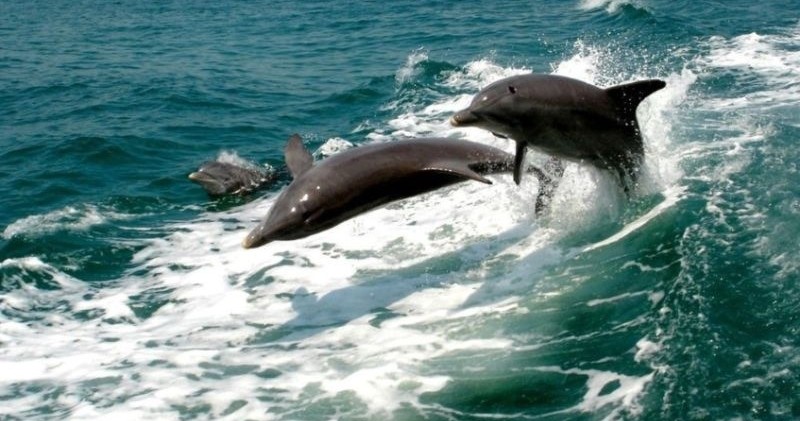 Two Hour Dolphin Tour