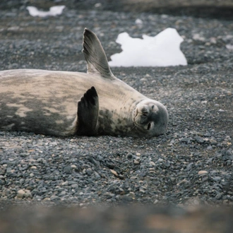 tourhub | Intrepid Travel | Best of Antarctica: Whale Discovery (Ocean Endeavour)  