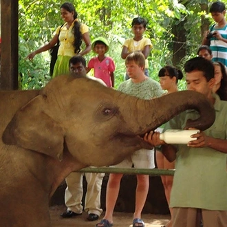 tourhub | Stelaran Holidays | Elephant in Sri Lanka 