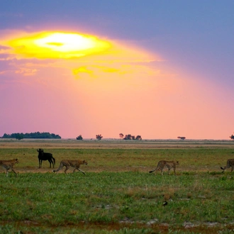 tourhub | Bundu Safaris Ltd | Liuwa - Exploring Zambia's Wilderness 