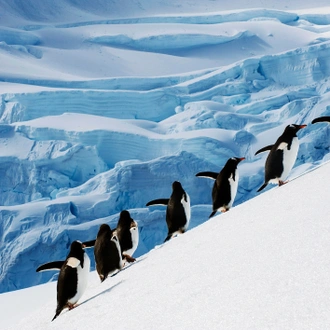 tourhub | Exodus Adventure Travels | Antarctic Explorer 