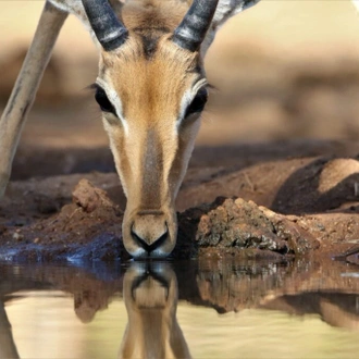 tourhub | Wildlife Dreams | Impala Lambing with Wildlife Dreams 