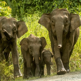 tourhub | Intrepid Travel | Classic Borneo 