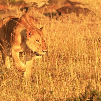 tourhub | ARP Travel Group | Through the Rift Valley, Sopa Lodges 