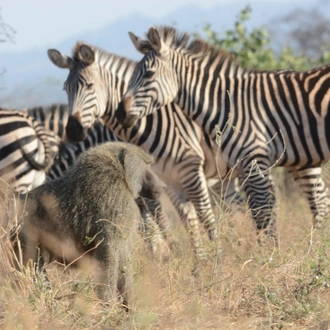 tourhub | Alaitol Safari | 5 Days - Tanzania Camping Safari To Serengeti and the Ngorongoro Crater 