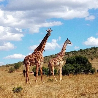 tourhub | Gracepatt Ecotours Kenya | 3-Days Masai Mara Group Joining Safari - Daily Departures 