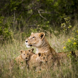 tourhub | Alaitol Safari | Tanzania Family Adventure 