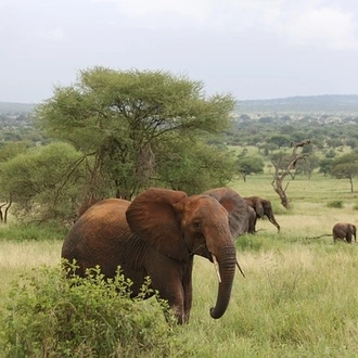 tourhub | Eddy tours and safaris | 4 Days Serengeti Safari. 