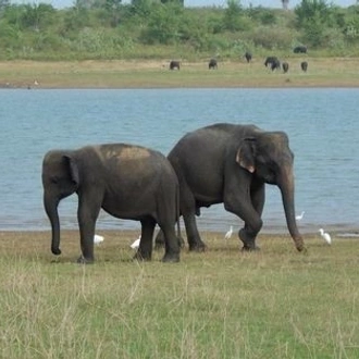 tourhub | King Coconut Holidays | 14 Days Climate Diversity Tour In Sri Lanka 