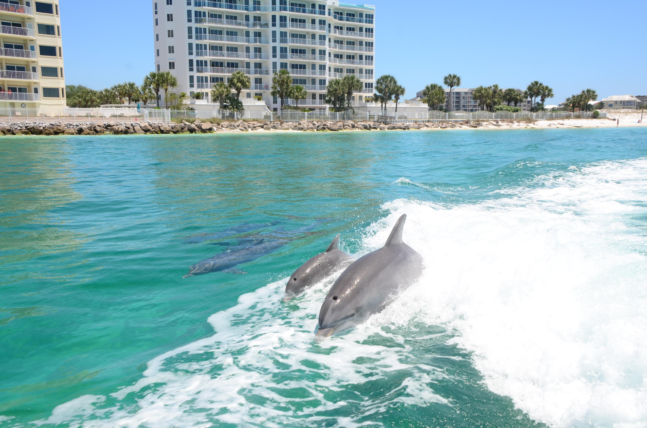 Dolphin Cruise Thrill Ride