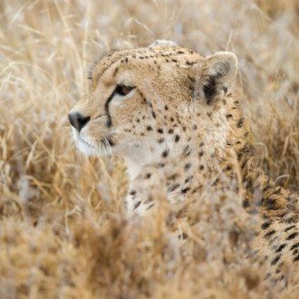 tourhub | Wildlife Dreams | Wildlife Dreams at Namiri Plains 